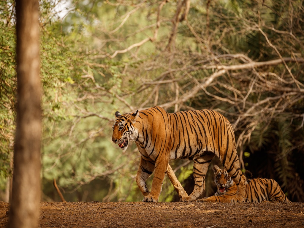 Srisailam Tiger Reserve